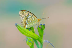 Attēlu rezultāti vaicājumam “Argynnis laodice female”