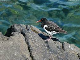 Attēlu rezultāti vaicājumam “Haematopus ostralegus adult”