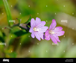 Attēlu rezultāti vaicājumam “Epilobium palustre flower”
