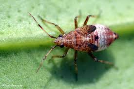 Attēlu rezultāti vaicājumam “Deraeocoris ruber imago”