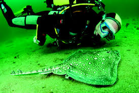 Image result for Stortford Divers