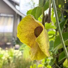Attēlu rezultāti vaicājumam “Aristolochiaceae”