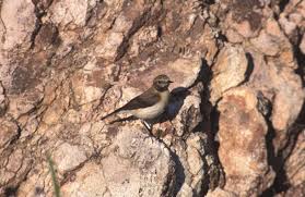 Image result for Oenanthe hispanica