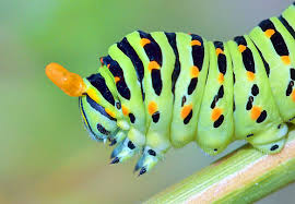 Attēlu rezultāti vaicājumam “Papilio machaon larva”