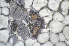 Attēlu rezultāti vaicājumam “Diderma cinereum”