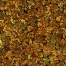 Attēlu rezultāti vaicājumam “Sphagnum fuscum”