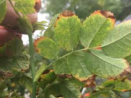 Attēlu rezultāti vaicājumam “Rosa subcanina leaf”
