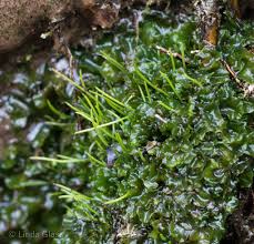 Attēlu rezultāti vaicājumam “Phaeoceros laevis subsp. carolinianus”