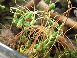 Attēlu rezultāti vaicājumam “Funaria hygrometrica”