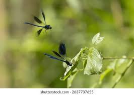 Attēlu rezultāti vaicājumam “Calopteryx splendens”