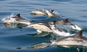 Afbeeldingsresultaat voor dolfijnen