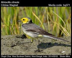 Attēlu rezultāti vaicājumam “Motacilla citreola”