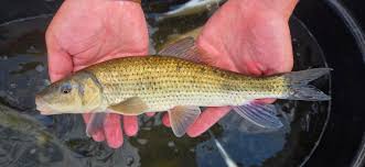 Image result for Minytrema melanops