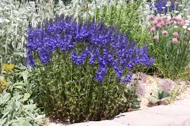 Image result for Veronica teucrium