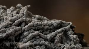 Attēlu rezultāti vaicājumam “Pertusaria flavida”