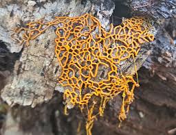 Attēlu rezultāti vaicājumam “Hemitrichia leiotricha macro”