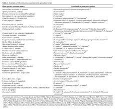 Attēlu rezultāti vaicājumam “Fuligo gyrosa”
