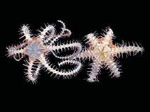 Attēlu rezultāti vaicājumam “Ophiotheca sp.”