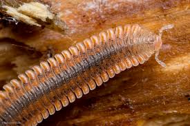 Attēlu rezultāti vaicājumam “Myriapoda”