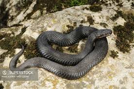 Attēlu rezultāti vaicājumam “Vipera berus”