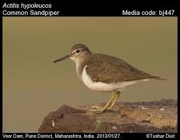 Attēlu rezultāti vaicājumam “Actitis hypoleucos”