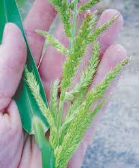 Attēlu rezultāti vaicājumam “Echinochloa crus-galli”