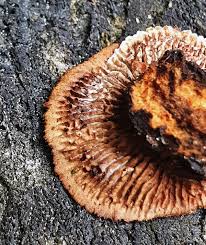 Attēlu rezultāti vaicājumam “Gloeophyllum abietinum”