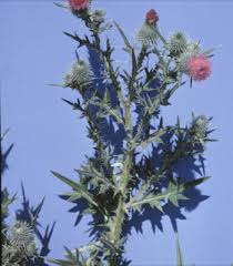 Attēlu rezultāti vaicājumam “Cirsium vulgare”