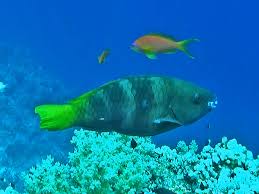 Image result for Scarus ferrugineus