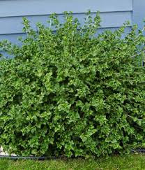 Attēlu rezultāti vaicājumam “Ribes alpinum”