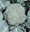 How to Grow broccoli