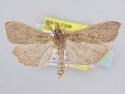 Attēlu rezultāti vaicājumam “Mecyna flavalis”