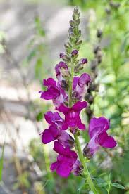 Attēlu rezultāti vaicājumam “Antirrhinum majus leaf”