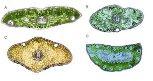 Attēlu rezultāti vaicājumam “Picea abies leaf”