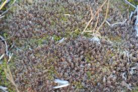 Attēlu rezultāti vaicājumam “Heterotrichia oerstedii (syn. Arcyria oerstedii) stalked”