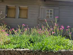 Attēlu rezultāti vaicājumam “Dianthus deltoides flower”