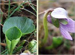 Attēlu rezultāti vaicājumam “Viola palustris leaf”