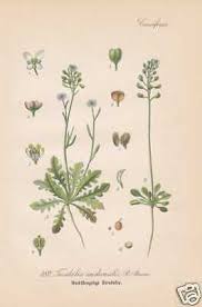 Attēlu rezultāti vaicājumam “Teesdalia nudicaulis”