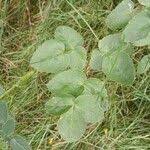 Attēlu rezultāti vaicājumam “Laserpitium latifolium bud”