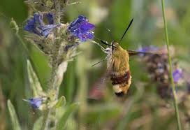 Attēlu rezultāti vaicājumam “Hemaris fuciformis”