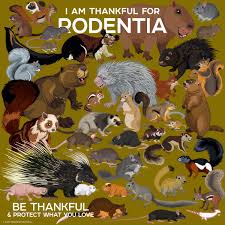 Attēlu rezultāti vaicājumam “Rodentia”