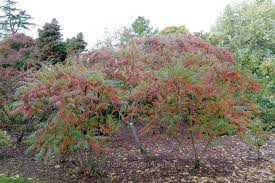 Attēlu rezultāti vaicājumam “Rhus typhina”