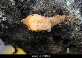 Attēlu rezultāti vaicājumam “Fuligo leviderma spores”