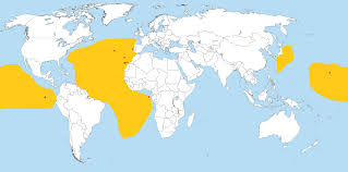 Image result for Oceanodroma castro