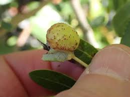 Attēlu rezultāti vaicājumam “Euura acutifoliae”