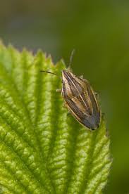 Attēlu rezultāti vaicājumam “Aelia acuminata”