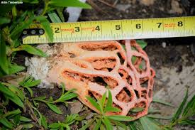 Attēlu rezultāti vaicājumam “Clathrus ruber”