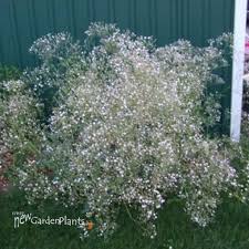 Attēlu rezultāti vaicājumam “Gypsophila paniculata”