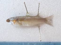 Image result for Crenimugil seheli