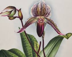 Attēlu rezultāti vaicājumam “Herminium monorchis fruit”